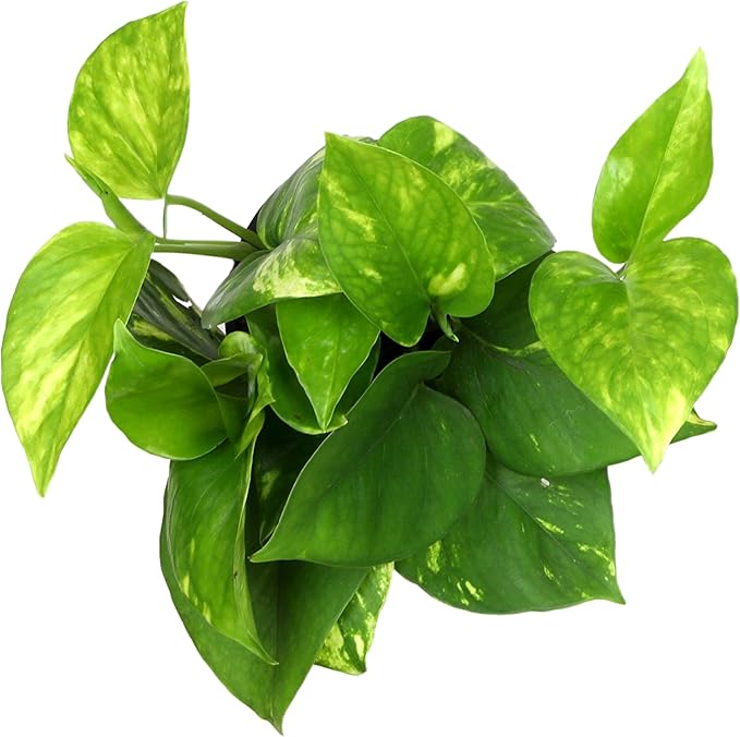 Golden Pothos Plant Live House Plant Live Plants, Trailing Plants Live Houseplants, Golden Pothos Live Plant Houseplant, Live Pothos Devils Ivy Live Plant Money Plant Indoor Plants by Plants for Pets