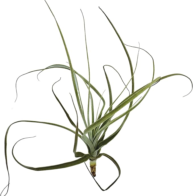 Air Plants - Tillandsia Straminea Jumbo 6-9" - 5ct - Live Arrival Guaranteed - House Plants for Home Decor & Gift