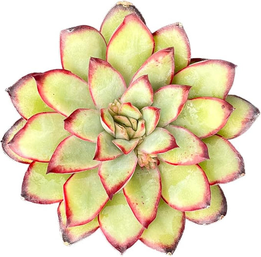 Live Succulent Echeveria 'Mexican pulidonis', Approx 2-inch Large, Potted Succulents, Fully Rooted, Easy Care House Plants