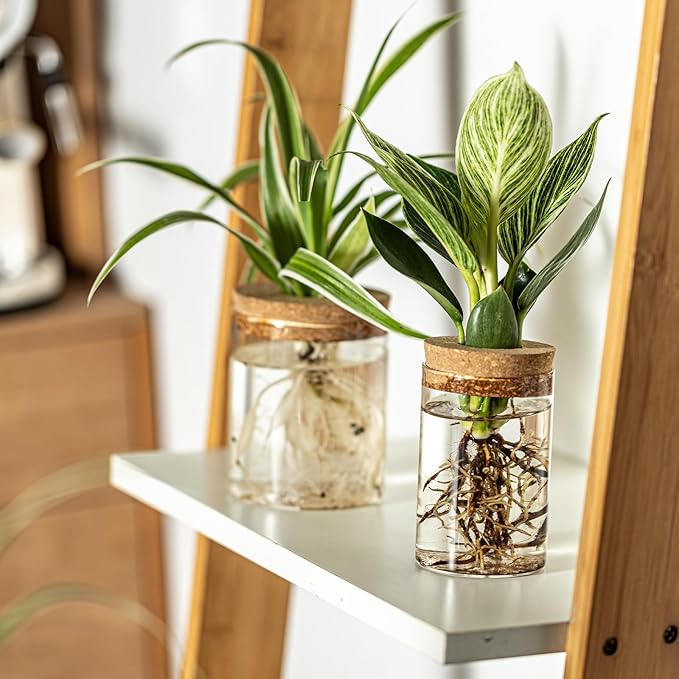 Glass Plant Propagation Stations for Plants – Set of 4(4 Large & 4 Small) Hydroponic Vases for Plant Cuttings,Flower Arrangements, Home & Office Decor–Desktop Vases for Living Room, Bedroom (8)