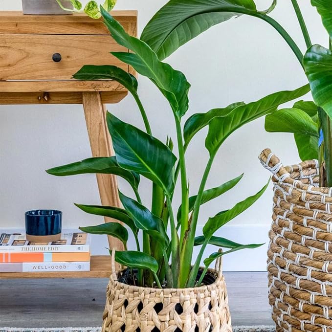 Bird of Paradise - Orange - Strelitzia Reginae. (2 Orange BoP in Cup)