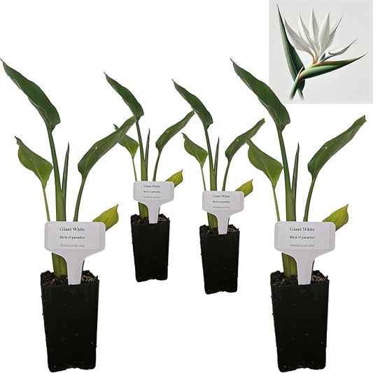 Bird of Paradise - White - Strelitzia Nicholai. (4 White BoP in Cup)