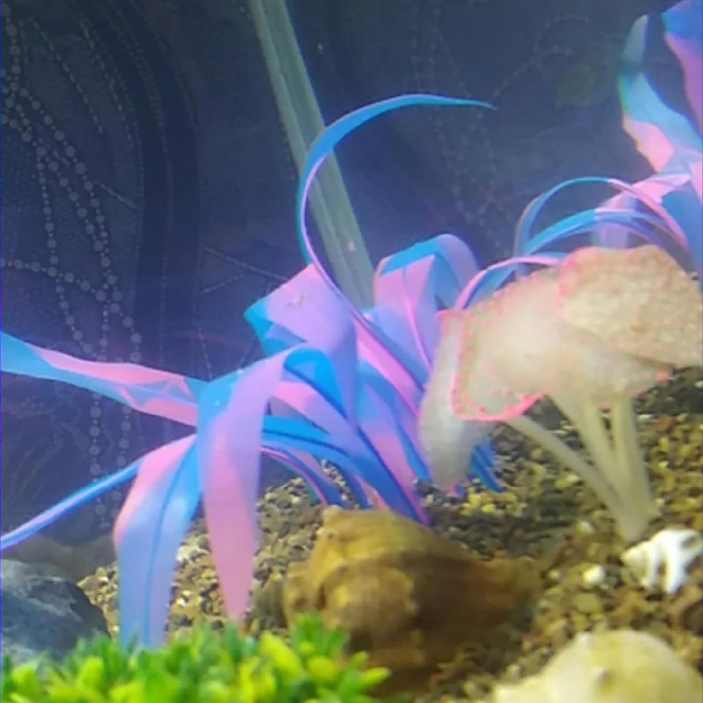 3Pcs Soft Silicone Aquarium Plants Set Glowing Kelp Fish Tank Plants Decor Artificial Blue Aquarium Plant Simulation Artificial Water Grass for Fish Tank,7.08in9.84in16.9in