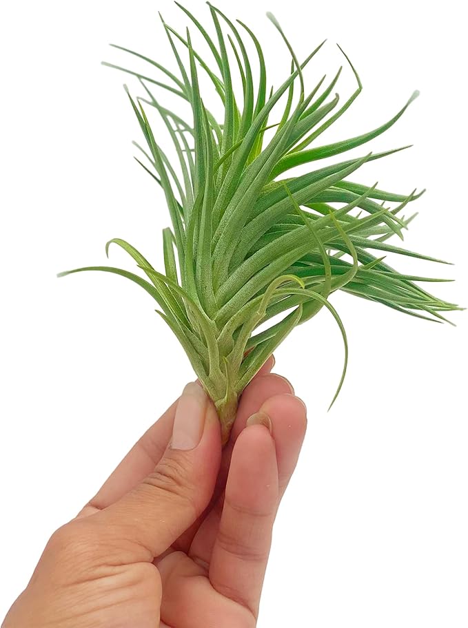 Air Plants - Flowering Tillandsia Pink Paske Large 5" - 3ct - Live Arrival Guaranteed - House Plants for Home Decor & Gift