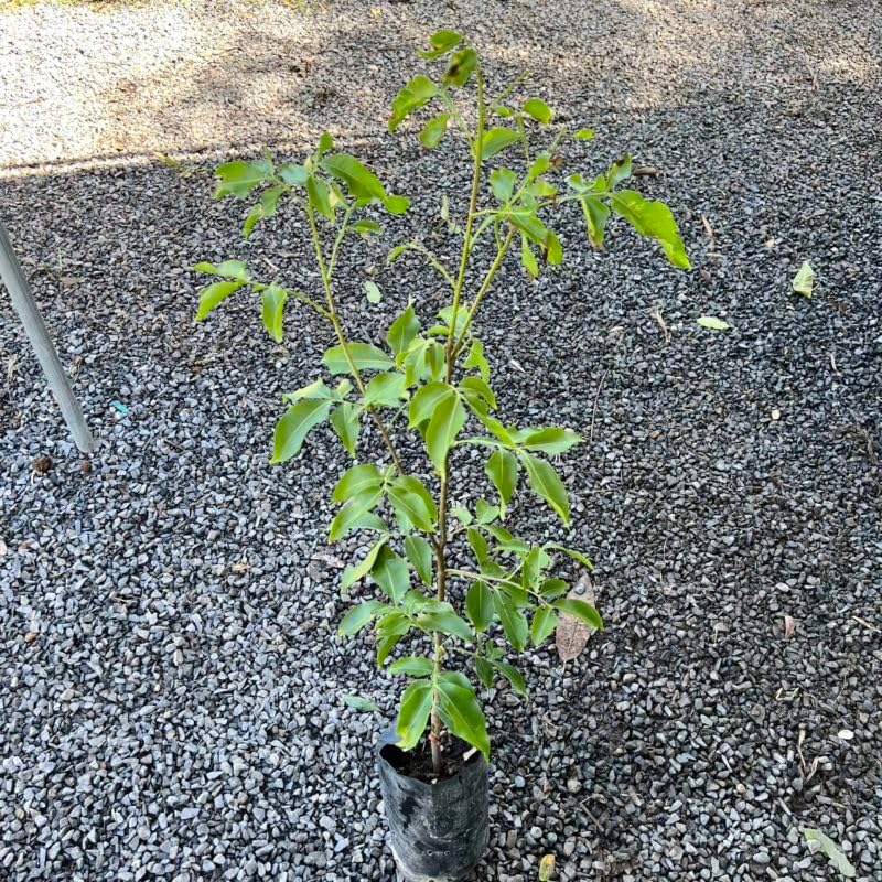 Grafted Spanish Lime (Melicoccus bijugatu) Tropical Fruit Tree 12"