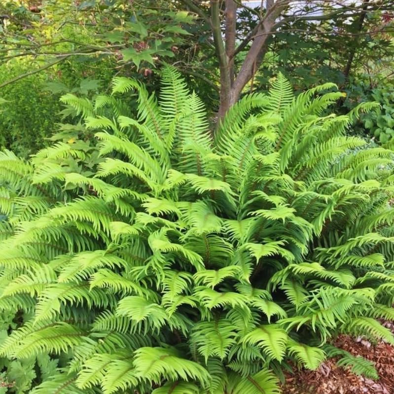 20 Ostrich Fern Rhizomes/Roots - Matteuccia struthiopteris - (20 Pack)