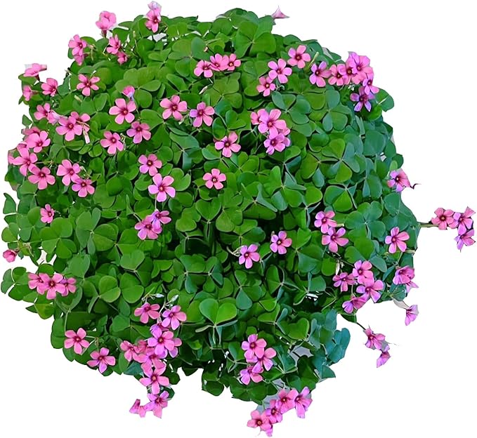 24 Pack Iron Cross Shamrock Plant Bulbs, Live Oxalis Bulbs for Indoor Outdoor Gardens, Year-Round Perennial Lucky Shamrock Plants Live in Pots Home Decor