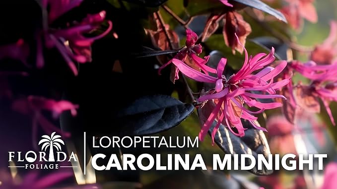 Loropetalum Carolina Midnight | 20 Live Plants | Loropetalum Chinense | Purple Foliage Shrub | Ornamental Landscape Bush | Fast Growing Plants