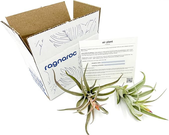 Air Plants - Flowering Tillandsia Harrisii, Large 3-5" - 2ct - Live Arrival Guaranteed - House Plants for Home Decor & Gift