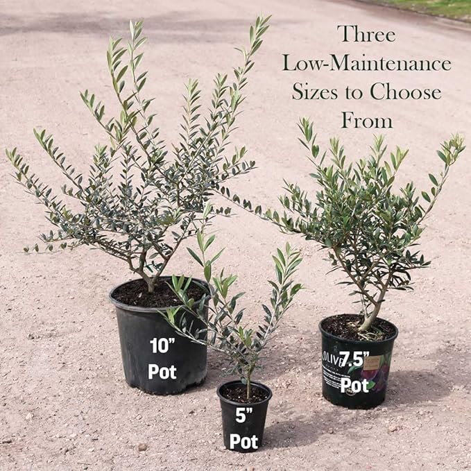 American Plant Exchange Live Olive Tree, Arbequina – Real Fruiting, Edible Indoor/Outdoor Houseplant – Large 10-Inch Pot, Perfect for Home, Office, Patio & Garden Décor