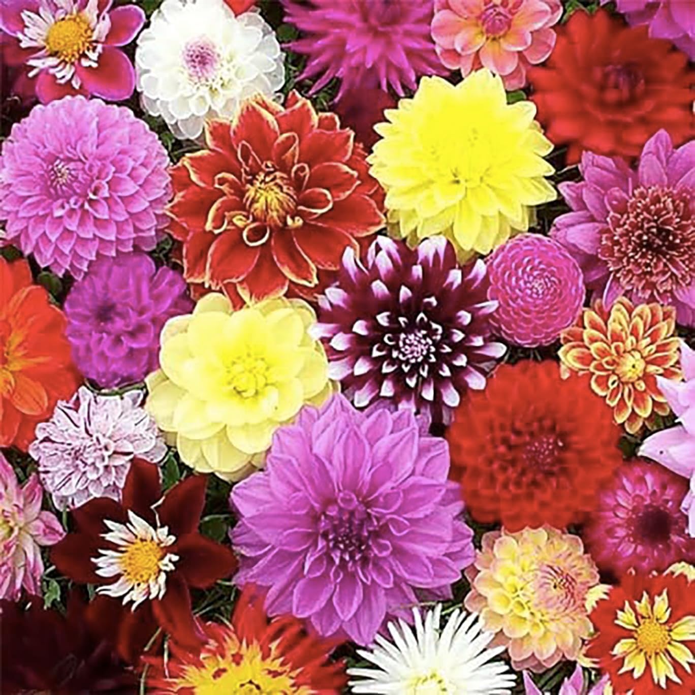 Arbatax Dahlia - 5 Gallon Size Bareroot Tuber…