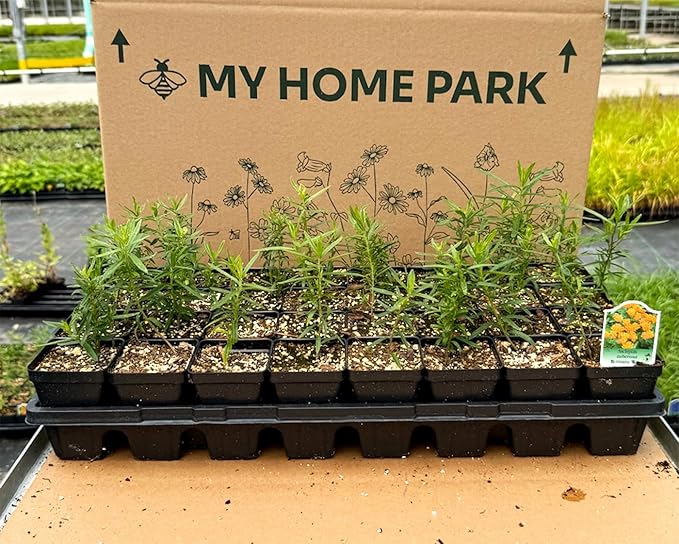 32 Live Butterfly Milkweed Plants (Asclepias tuberosa) Perennial Wildflowers from My Home Park – Individually Potted in 4” Pots – 4–8” Tall on Arrival – Not Seeds – Blooms in Mid-Summer – Zones 4-8