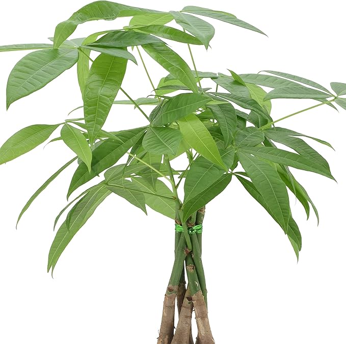 Arcadia Garden Products Money Tree Live Indoor Plant in 6 in. Plastic Grower Pot, Black *Sold by Amazon and Arcadia Garden Products*