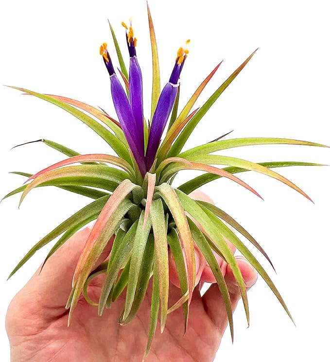 Air Plants Bulk - Tillandsia Ionantha Wholesale Pack, Regular 1-3" - 50ct - Live Arrival Guaranteed - House Plants for Home Decor & Gift
