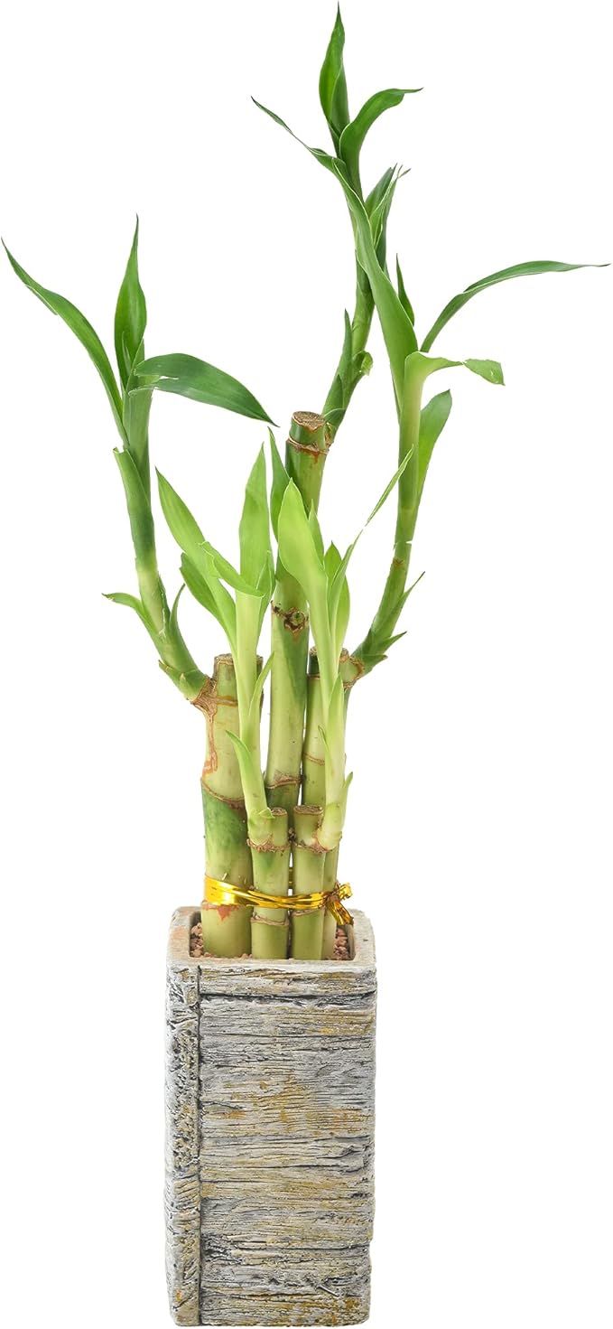 5-Stem Lucky Bamboo, Live Indoor Plant in Aged Wood Planter for Home, Work, or Gift, Light ***Cannot Ship to Hawaii**
