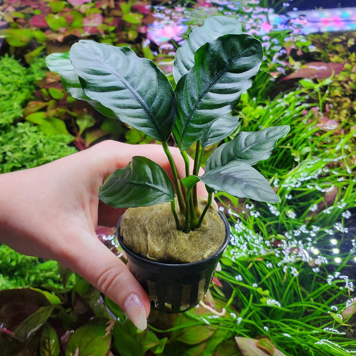 Anubias Live Aquarium Plants - Potted Freshwater Plant for Fish Tanks, Terrariums - Beginner Friendly Low Light (Barteri Coffeefolia, 3 Pots)