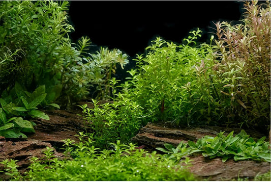 Aquarium Background Underwater Green Grass Leaves Stone Aquarium Backdrop Vivid and Fresh Green Aquatic Plant Stone River Bed and Lake Fish Tank Background Decor Vinyl 24x16in