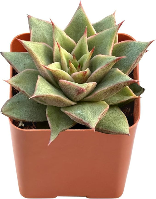Live Succulent Echeveria 'Mazes', Approx 2-inch Large, Potted Succulents, Fully Rooted, Easy Care House Plants