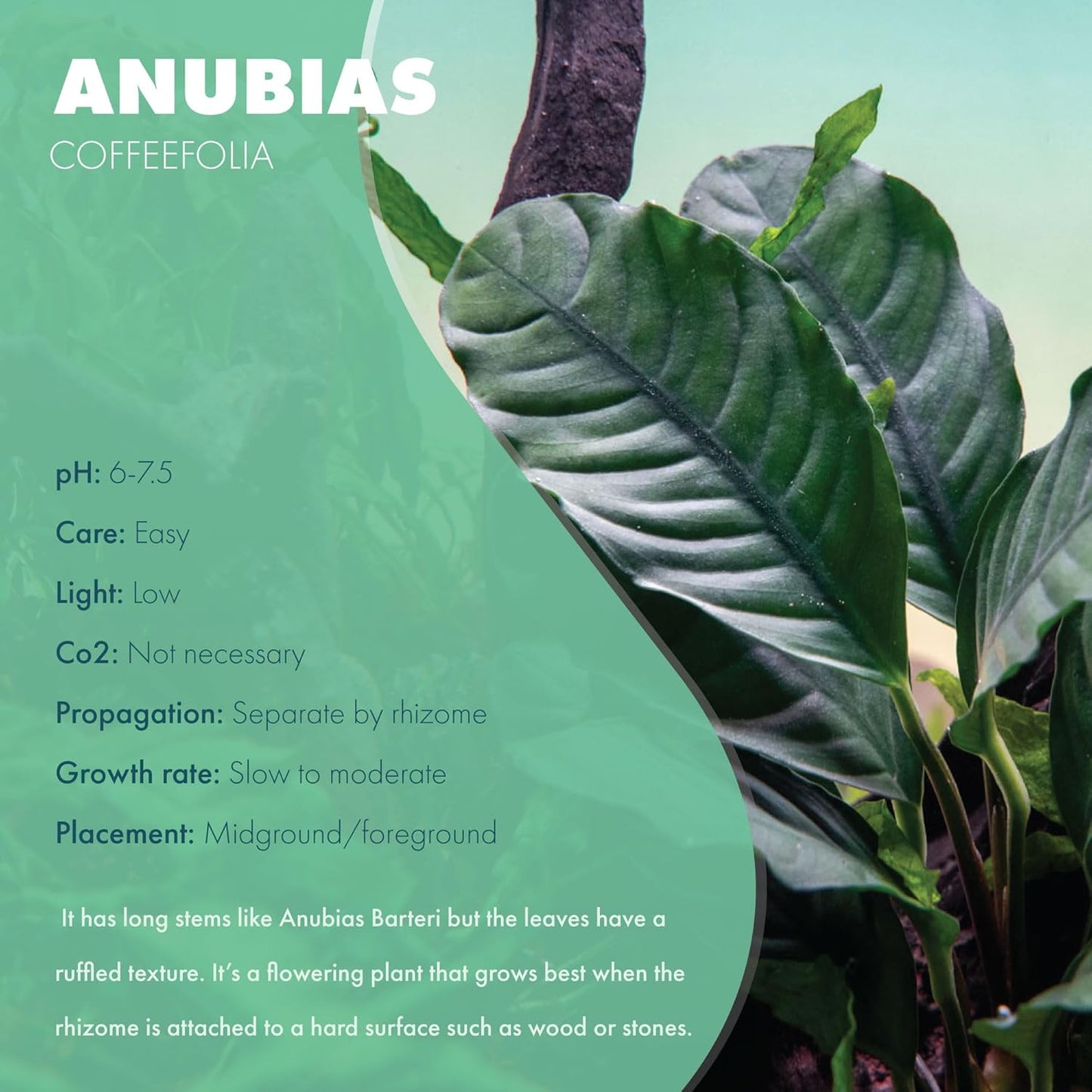 Anubias Live Aquarium Plants - Potted Freshwater Plant for Fish Tanks, Terrariums - Beginner Friendly Low Light (Barteri Coffeefolia, 5 Pots)