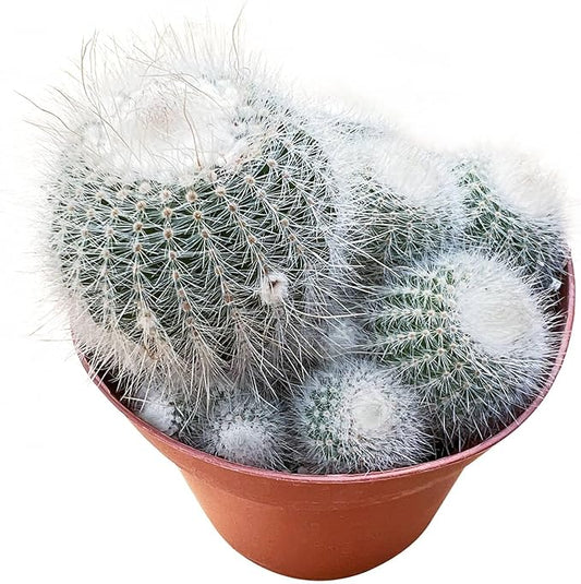 Live Succulent Plants Silver Ball Cactus, Easy Care Potted Succulents, Approx 4" D x 4" H, Indoor Houseplant, Unique Gifts, Home Office Décor