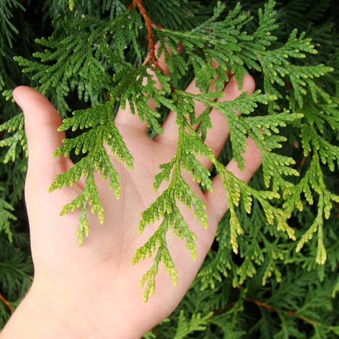 Brighter Blooms - Thuja Green Giant, 3-4 Feet - Live Plant - No Shipping to AK, AZ, HI, OR