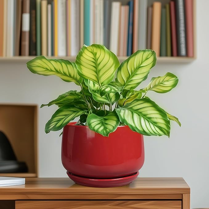 G EPGardening Ceramic Pot for Plants - 6 Inch Plant Pot with Drainage and Ceramic Tray, Modern Living Room Decor, Planter for Housewarming Gifts New Home, Red