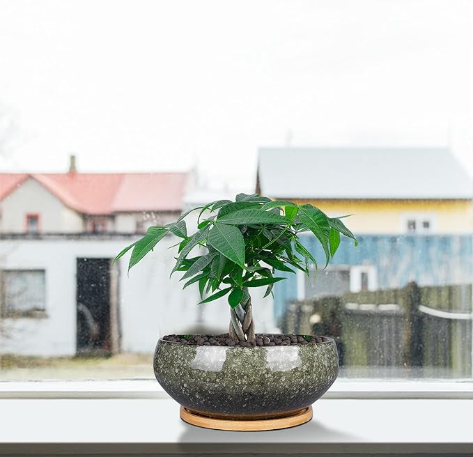 8 Inch Ceramic Bonsai Planter Pot, Glazed Shallow Succulent Planter with Drainage Hole and Bamboo Saucer for Indoor Plants, Green