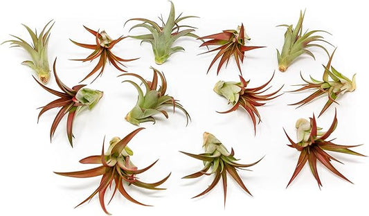 12 Pack Air Plants Red Abdita Tillandsia - Medium Air Plants Live Variety Pack - Live Succulent House Plant - Home Holders and Garden Decor - Easy Care Indoor and Outdoor Plants