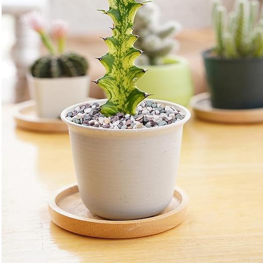 2.5 lbs Pea Gravel for Plants, Aquarium, Fish Tank, 3/8 inch Decorative Pebbles for Indoor Plants, Succulent, Bamboo, Vase, Drainage Rocks for Potted Plants, Top Dressing, Mixed Color