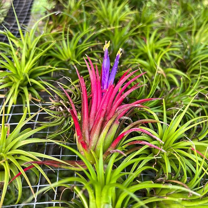 Air Plants - Tillandsia Ionantha Pack, Regular 1-3" - 12ct - Live Arrival Guaranteed - House Plants for Home Decor & Gift