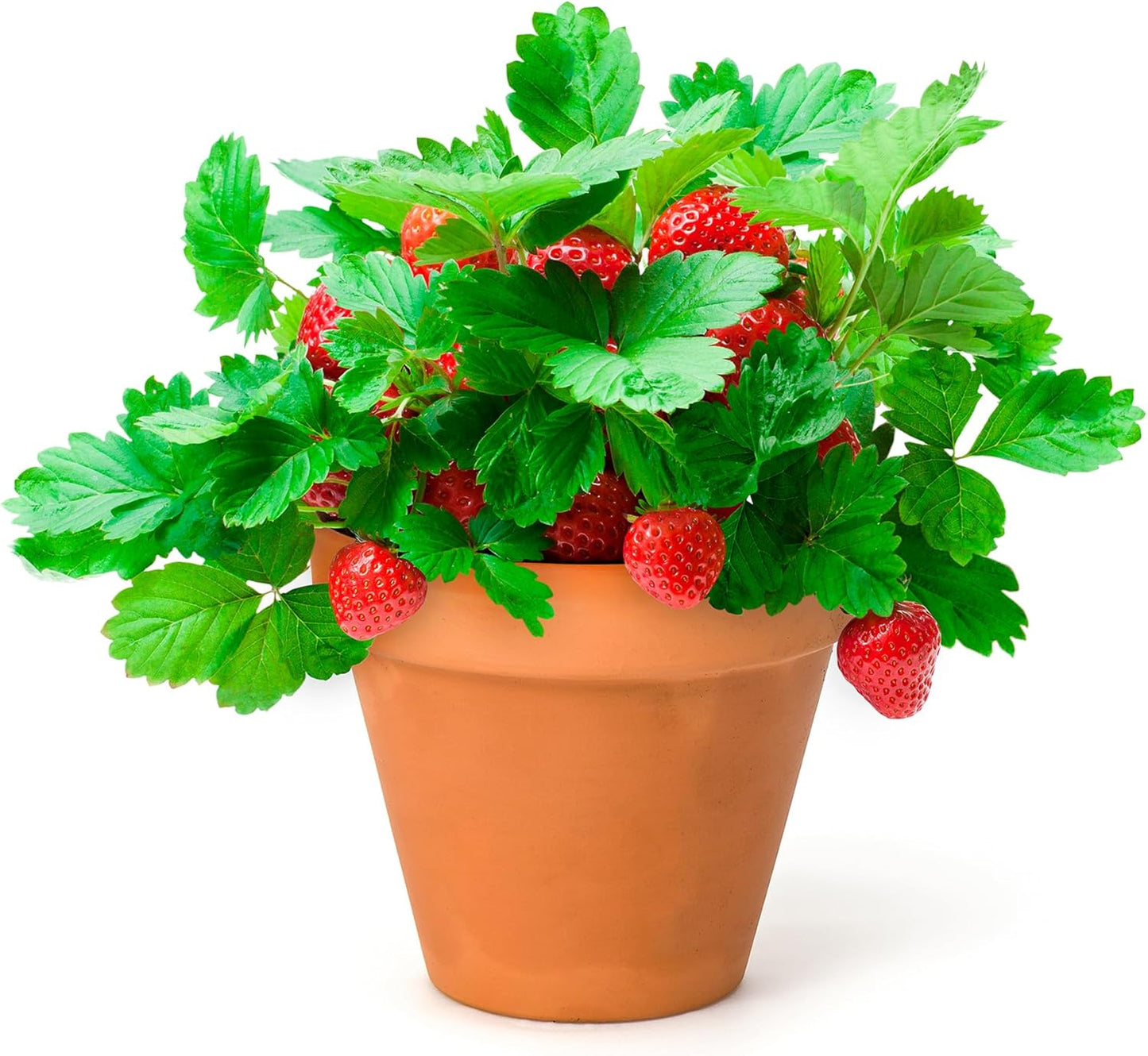 Back to the Roots Organic Wild Strawberry Grow Kit