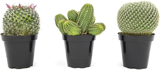 Altman Plants, Assorted Cactus Plants Live Plants (3PK), Cactus Plant Live Succulents Plants Live Cactus Decor, Indoor Plants Live House Plants in Cactus Soil, Live Cacti Plants Live Succulent Plants