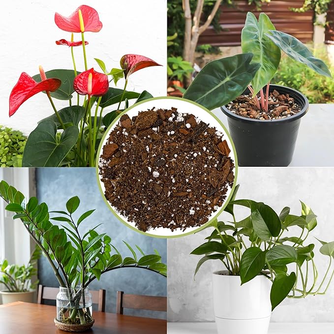 Aroid Plant Potting Soil Mix (8 Quarts), for Pothos Devil's Ivy, ZZ Plant, Chinese Evergreen, Dumb Cane, Philodendron, Syngonium, Alocasia, Colocasia Etc.