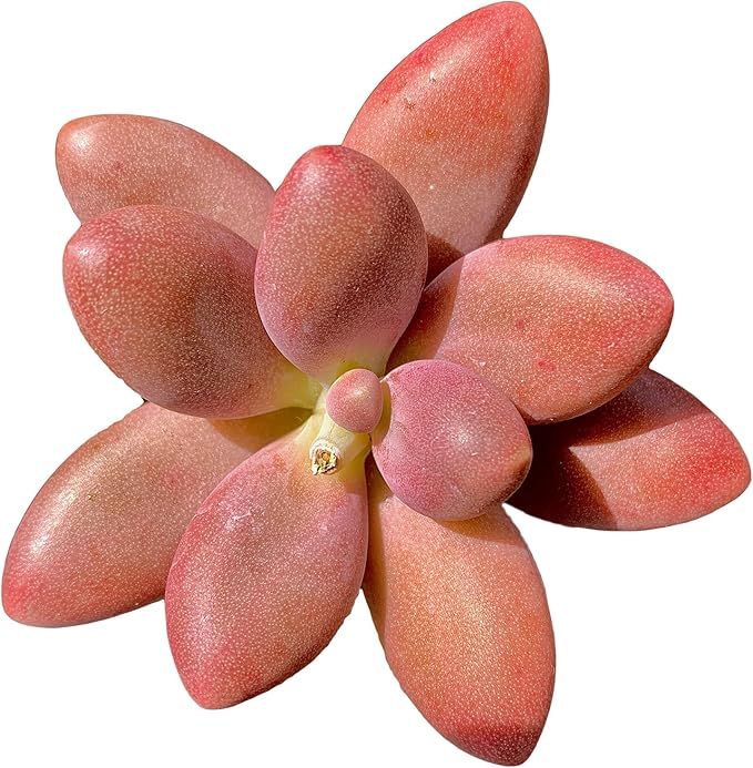 FWPP Live Succulents Plants Pachyveria Sugar Beauty 2 inches,Rare red Succulents Bare Root Without Pot Soil, Live Plants Indoor Office Decoration Wedding and Gift