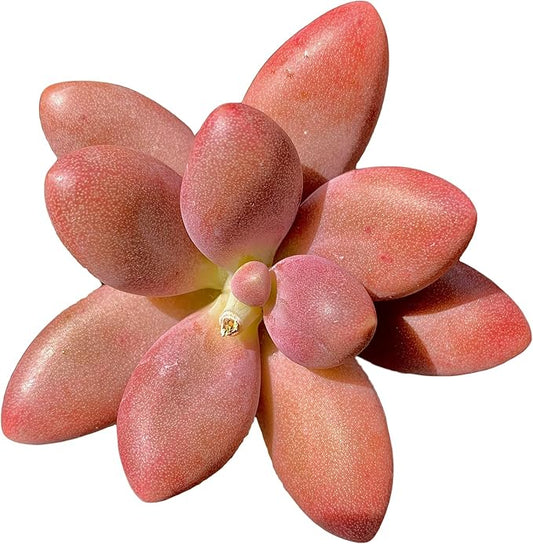 FWPP Live Succulents Plants Pachyveria Sugar Beauty 2 inches,Rare red Succulents Bare Root Without Pot Soil, Live Plants Indoor Office Decoration Wedding and Gift