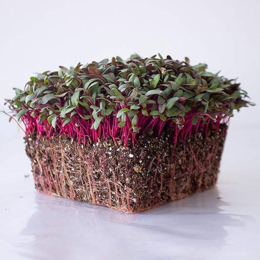 Beet Seeds - Red Round - 5 Lb ~120,000 Seeds - Beta vulgaris - Microgreens Seed - Non-GMO, Heirloom, Open Pollinated, Annual