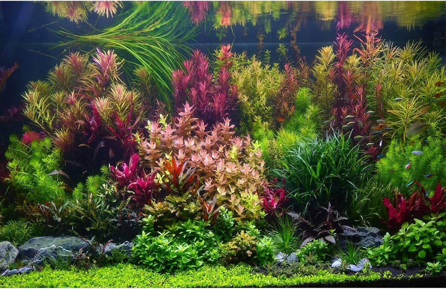 Aquarium Background Various Vivid Fresh Underwater Aquatic Plant Fish Tank Aquarium Backdrop Stone River Bed and Lake Fish Terrarium Background Decor Vinyl 30x18in