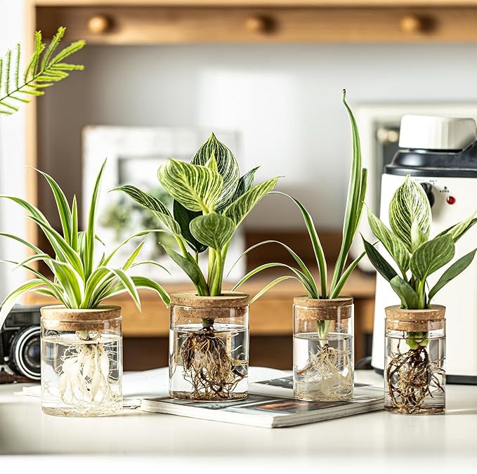 Glass Plant Propagation Stations for Plants – Set of 4(6 Large & 6 Small) Hydroponic Vases for Plant Cuttings,Flower Arrangements, Home & Office Decor–Desktop Vases for Living Room, Bedroom (12)