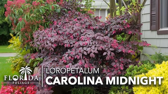 Loropetalum Carolina Midnight | 30 Live Plants | Loropetalum Chinense | Purple Foliage Shrub | Ornamental Landscape Bush | Fast Growing Plants