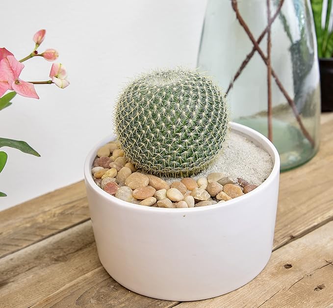 Altman Plants, Assorted Cactus Plants Live Plants (3PK), Cactus Plant Live Succulents Plants Live Cactus Decor, Indoor Plants Live House Plants in Cactus Soil, Live Cacti Plants Live Succulent Plants