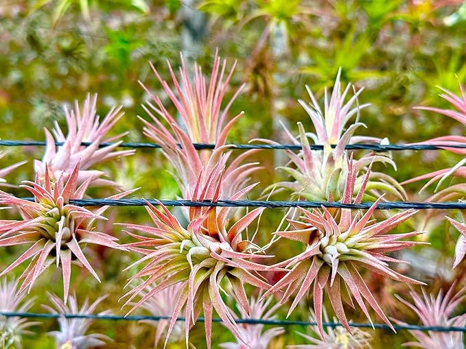 Air Plants - Tillandsia Ionantha Pack, Regular 1-3" - 5ct - Live Arrival Guaranteed - House Plants for Home Decor & Gift