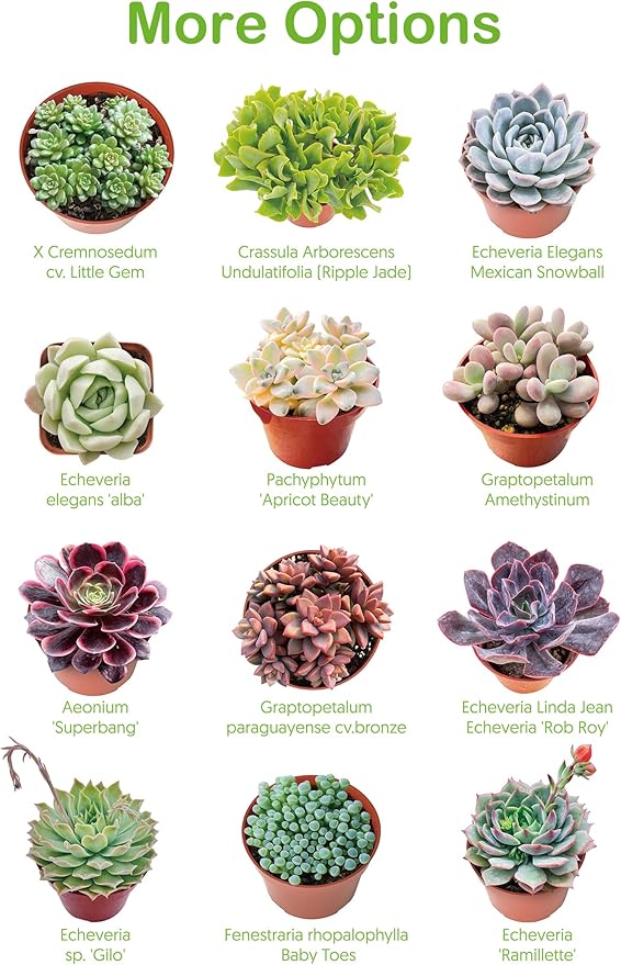 4-inch Succulent Aeonium Dodrantale, Live Succulents Plants Fully Rooted in Pots with Soil, Easy-Care House Plants for DIY, Home Office Decoration