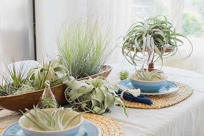 50 Pack of Classic Air Plants Variety - Live Succulent House Plants - Available in Wholesale and Bulk - Home and Garden Decor - Easy Care Indoor/Outdoor Air Plant