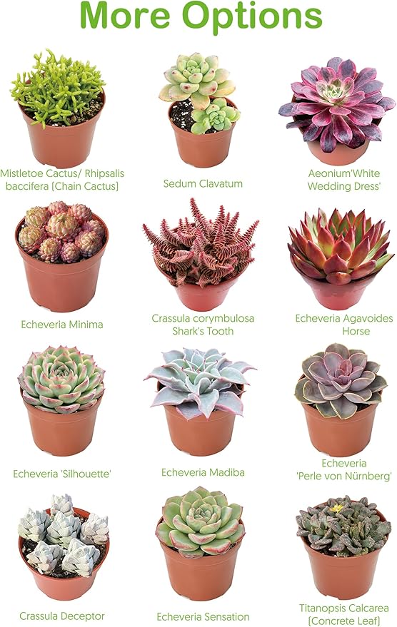 Live Succulents 'Turtle Vine' (4-inch), Succulent Plants Fully Rooted in Pots with Soil, Easy-Care House Plant for DIY, Home Office Decor, Wedding Party Favor