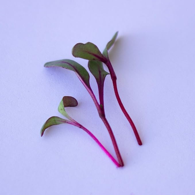 Beet Seeds - Red Round - 1 Lb ~24,000 Seeds - Beta vulgaris - Microgreens Seed - Non-GMO, Heirloom, Open Pollinated, Annual