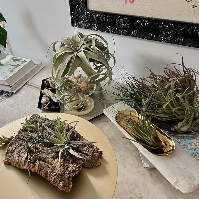 Air Plants - Freyja Gift Box - 10ct - Live Arrival Guaranteed - House Plants for Home Decor & Gift