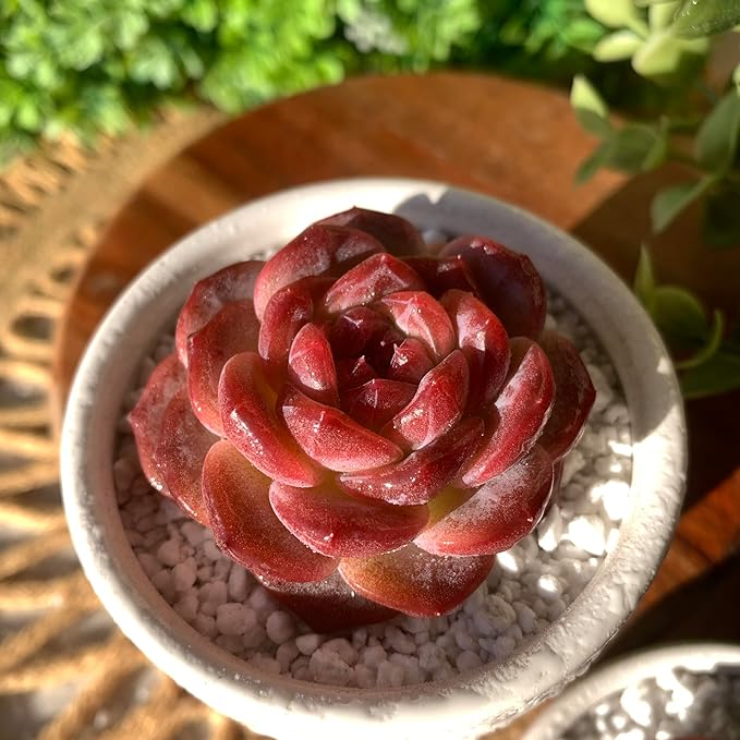 FWPP Live Succulents Plants Echeveria Snow Lotus 2 inches,Rare red Succulents Bare Root Without Pot Soil, Live Plants Indoor Office Decoration Wedding and Gift