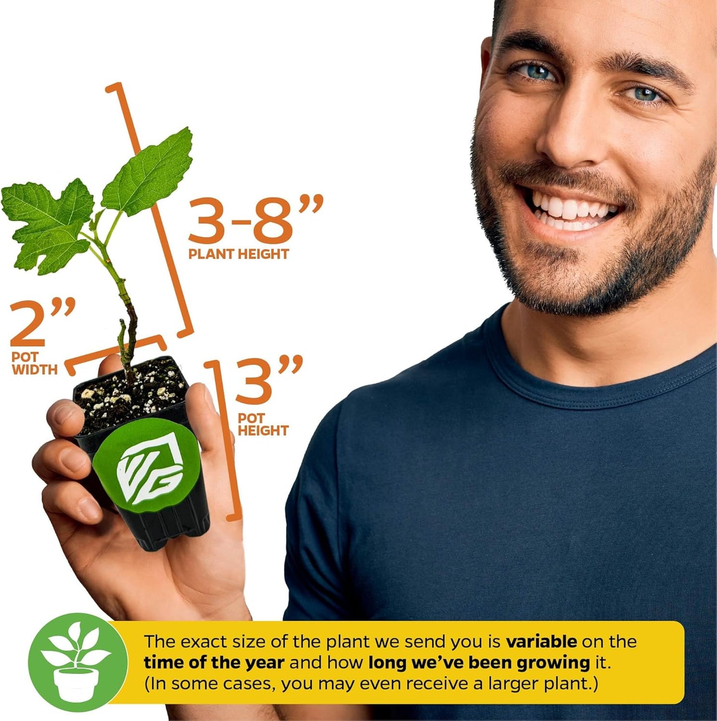 Beer's Black Fig Tree (Dwarf Habit) Live Plant - Ficus carica 'Beer's Black' - Wellspring Gardens - Cold-Hardy Fig, Dwarf Fig Tree, Compact Fig Plant - Fruit Bearing Starter Tree