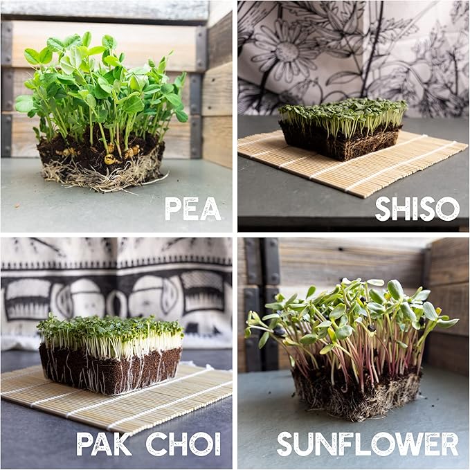 12 Variety Pack Microgreens Seeds Kit - Broccoli Seeds for Sprouting Plus Purple Radish Seeds, Beet, Sunflower Microgreens Seeds, Peas, Shiso, Cilantro, Beet, Pak Choi, Korean Shiso, Cress & More