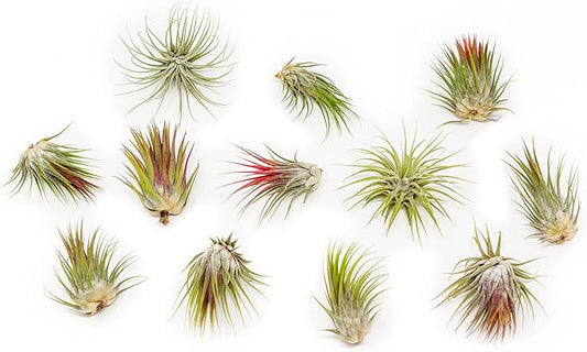 12 Pack Large Air Plants Tillandsia Ionantha Guatemala - Live Succulent House Plants - Available in Wholesale and Bulk - Home and Garden Decor - Easy Care Indoor/Outdoor Air Plant